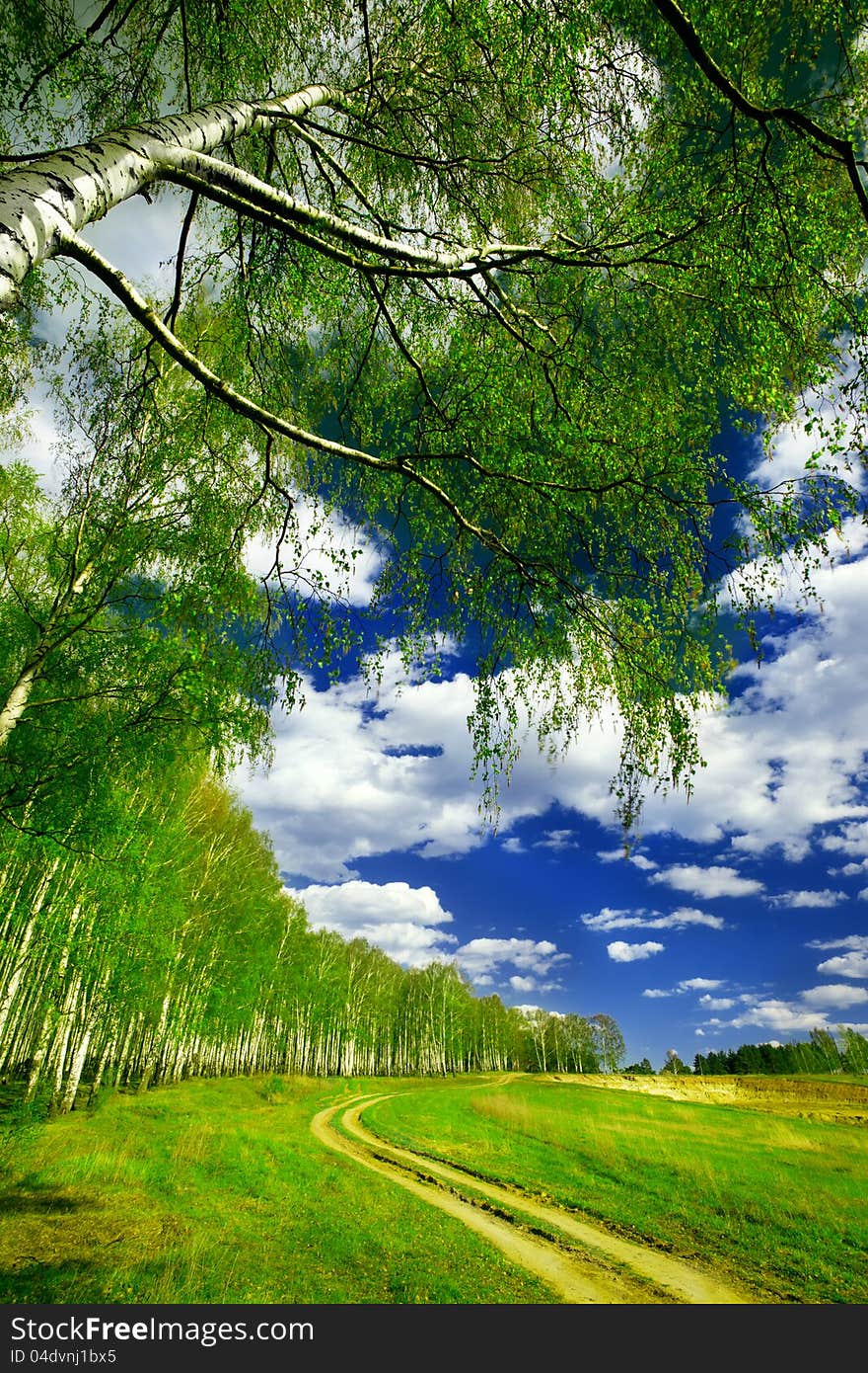 Birch forest in sunlight in the morning. Birch forest in sunlight in the morning