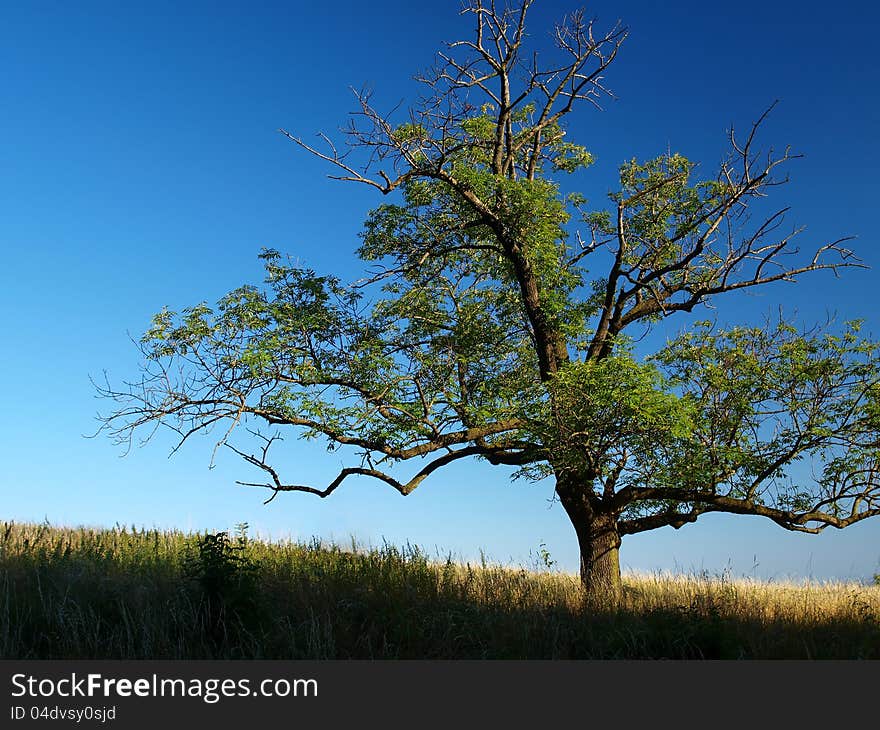 tree on blue background. Left side intentionally left free for text placement.