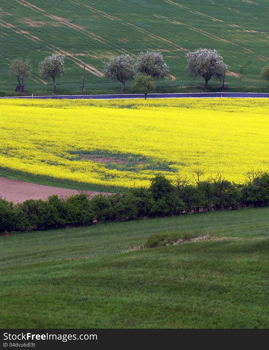 Spring landscape