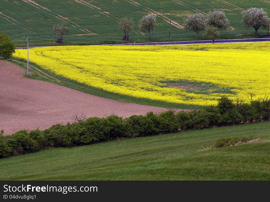 Spring Landscape