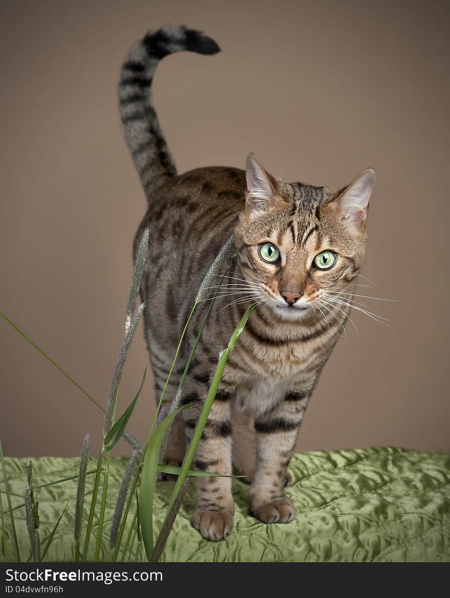 Beautiful Bengal leopard cat with unique markings. Beautiful Bengal leopard cat with unique markings