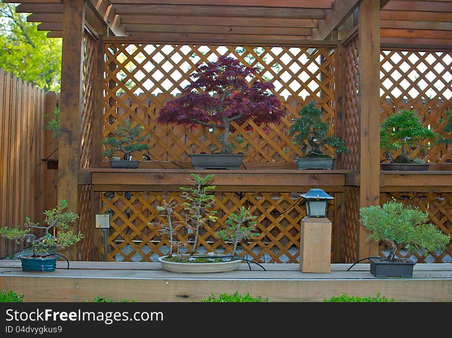 A display of bonsai trees at Schedel Gardens in Elmore, Ohio, part of a special exhibit. A display of bonsai trees at Schedel Gardens in Elmore, Ohio, part of a special exhibit.