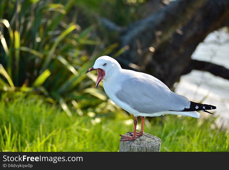 A Red-billed Gull (Chroicocephalus scopulinus), once also known as the Mackerel Gull, is a native of New Zealand. A Red-billed Gull (Chroicocephalus scopulinus), once also known as the Mackerel Gull, is a native of New Zealand.