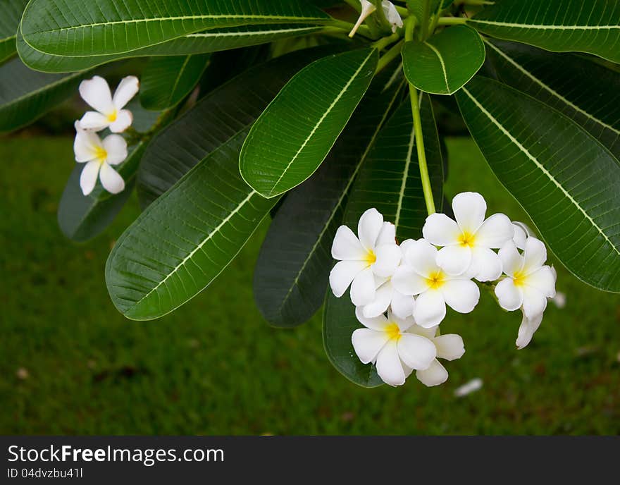 White frangipani.