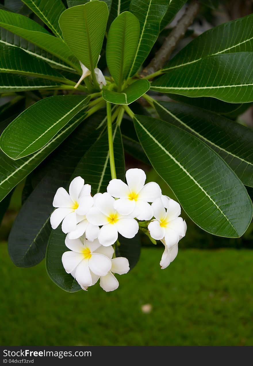 White frangipani.