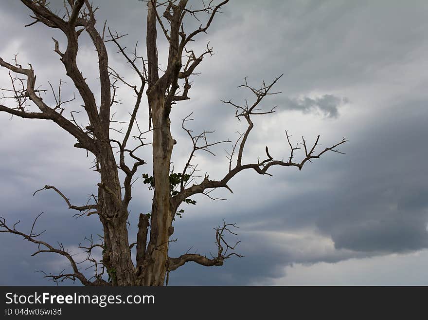 Background cloudy and looked through the branches of the tree was dry. Background cloudy and looked through the branches of the tree was dry.