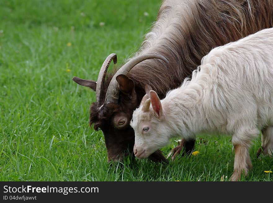 Little goat and mother on the meadow. Little goat and mother on the meadow