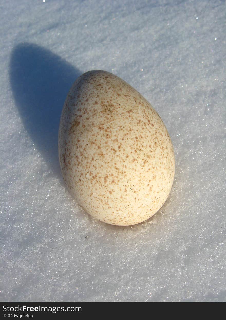 The Egg Of Turkey On The Snow