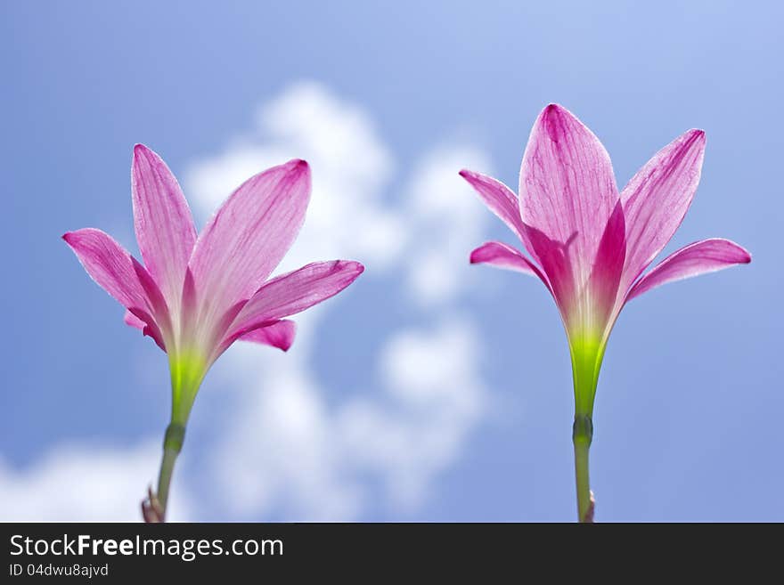 Beautiful pink flowers and Blue sky