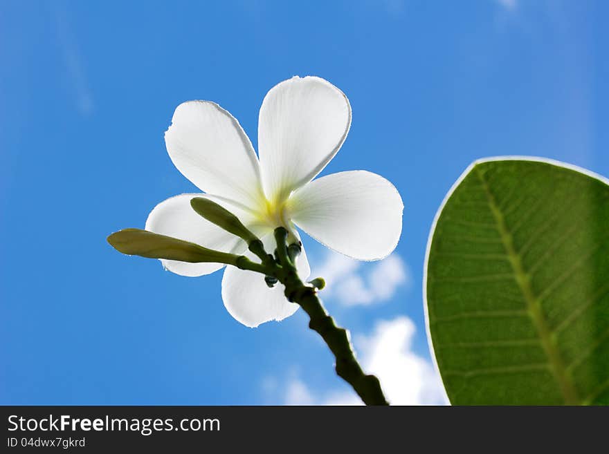 White frangipani flower in a garden, Thailand.