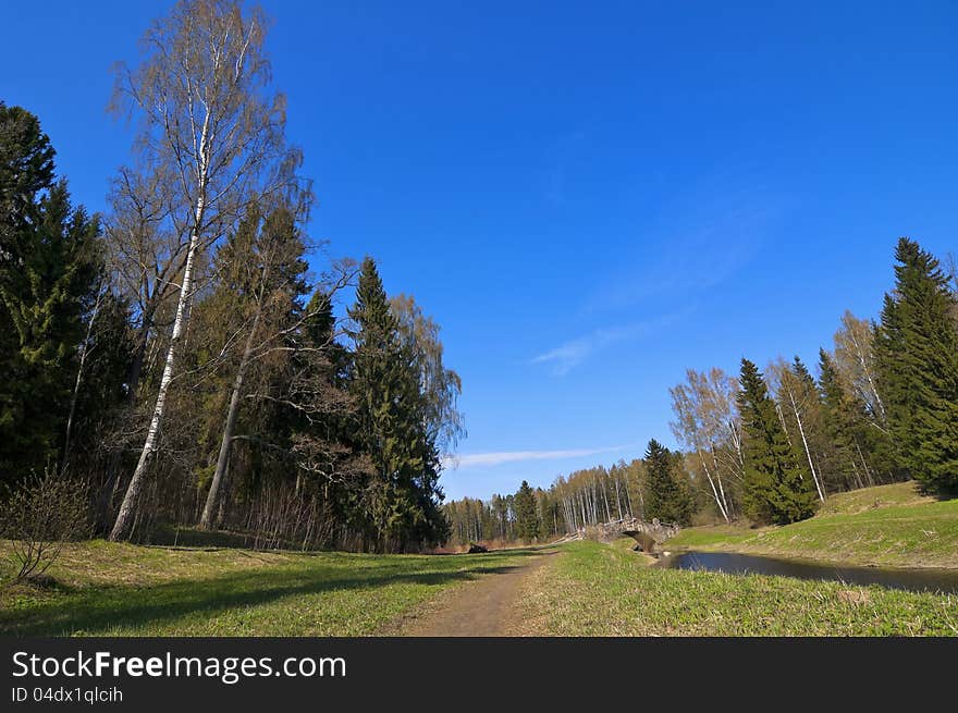 Peaceful European Spring Forest Landscape