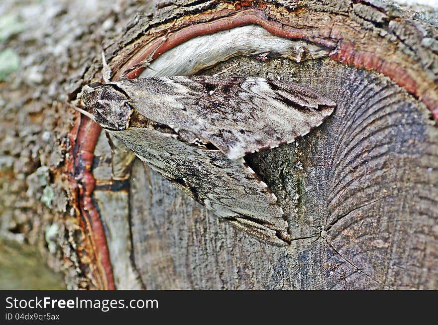 The part of a tree trunk had been cut for months ago. the healing skin was going to cover the cuts around the edges of the trunk itself. it was an enchanting moment with the present of a moth. The part of a tree trunk had been cut for months ago. the healing skin was going to cover the cuts around the edges of the trunk itself. it was an enchanting moment with the present of a moth.