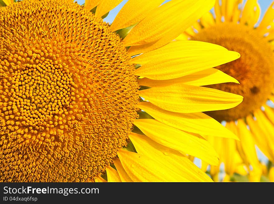 Close up sunflower in field