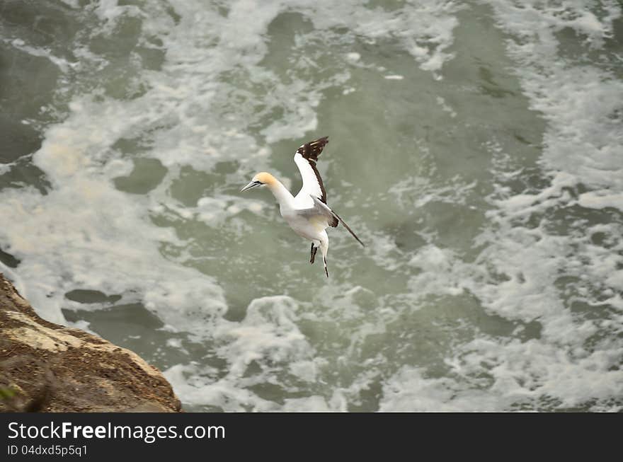 A gannet coming in to land. A gannet coming in to land.