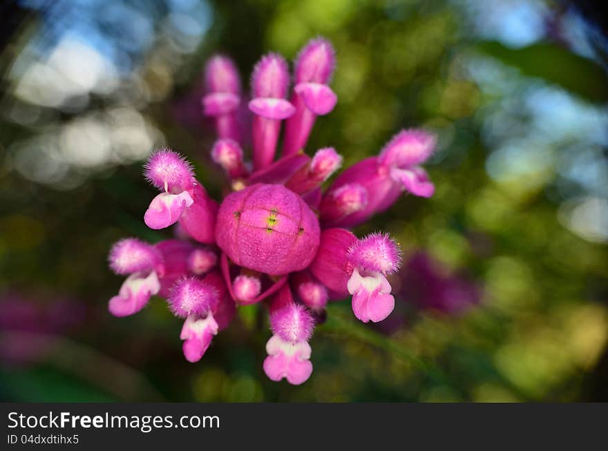 Pink Flower