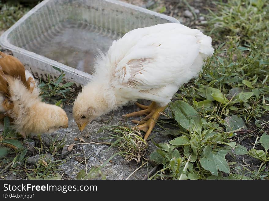 Chicken eating