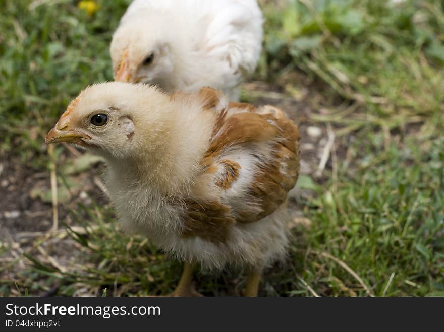 Chicken walking in the garden. Chicken walking in the garden