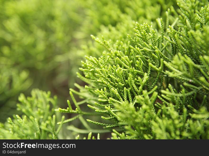 Green Environment leaf pine tree