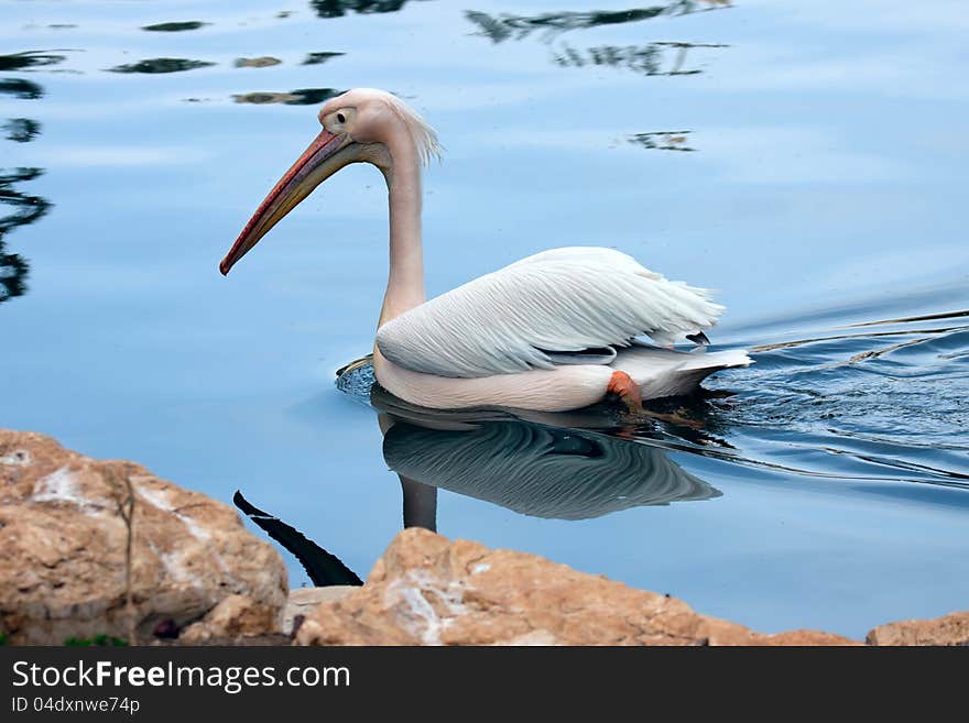 Great white pelican (Pelecanus onocrotalus) floating on blue water