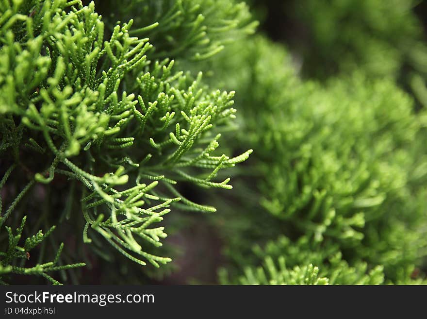 Green Environment leaf pine tree