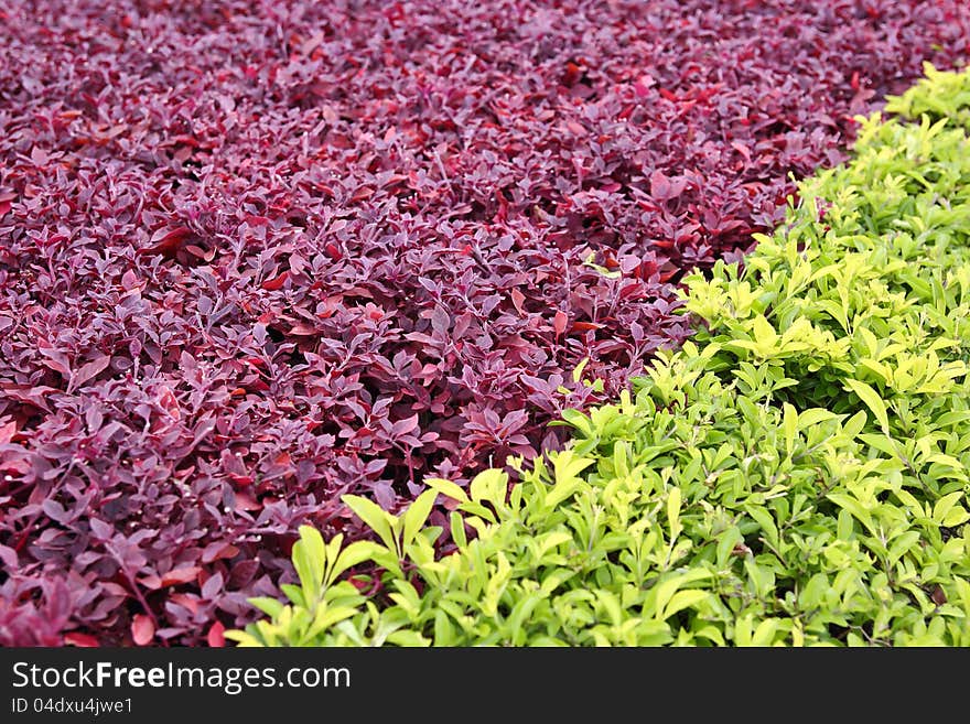 Texture of Small Plant in garden