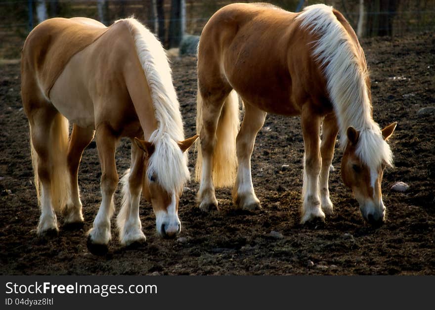 Beautiful haflinger horses eating in the evening light. Beautiful haflinger horses eating in the evening light