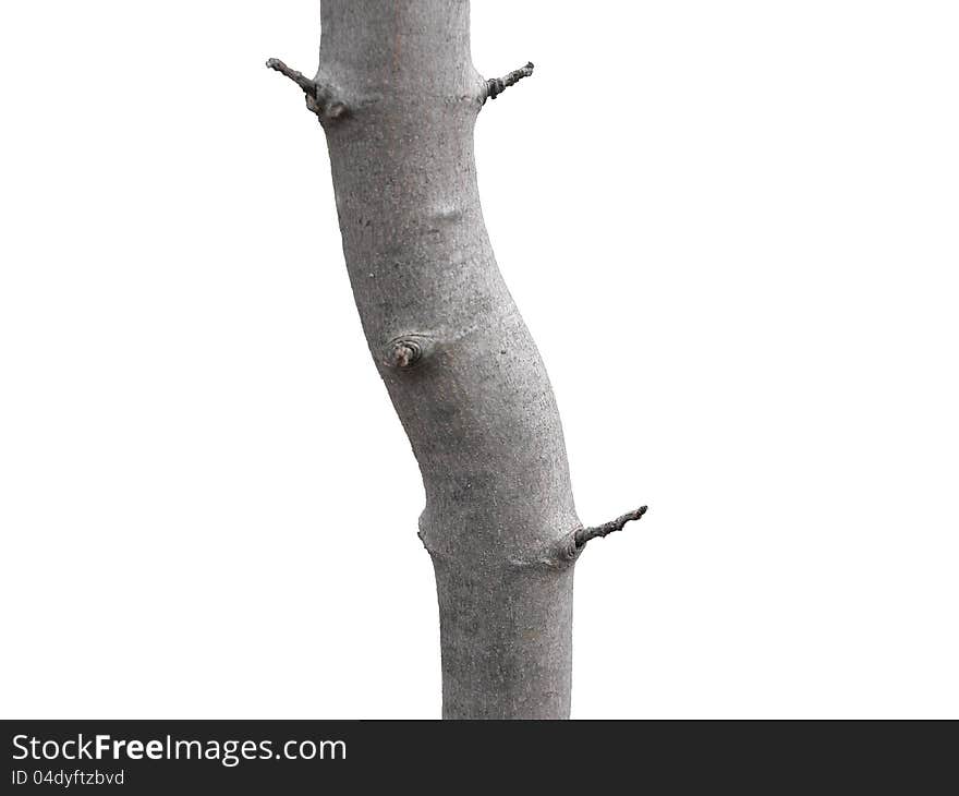 Young red maple trunk. Healthy red maple trunk.