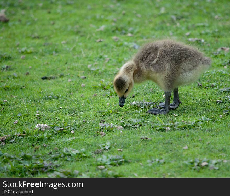 Gosling