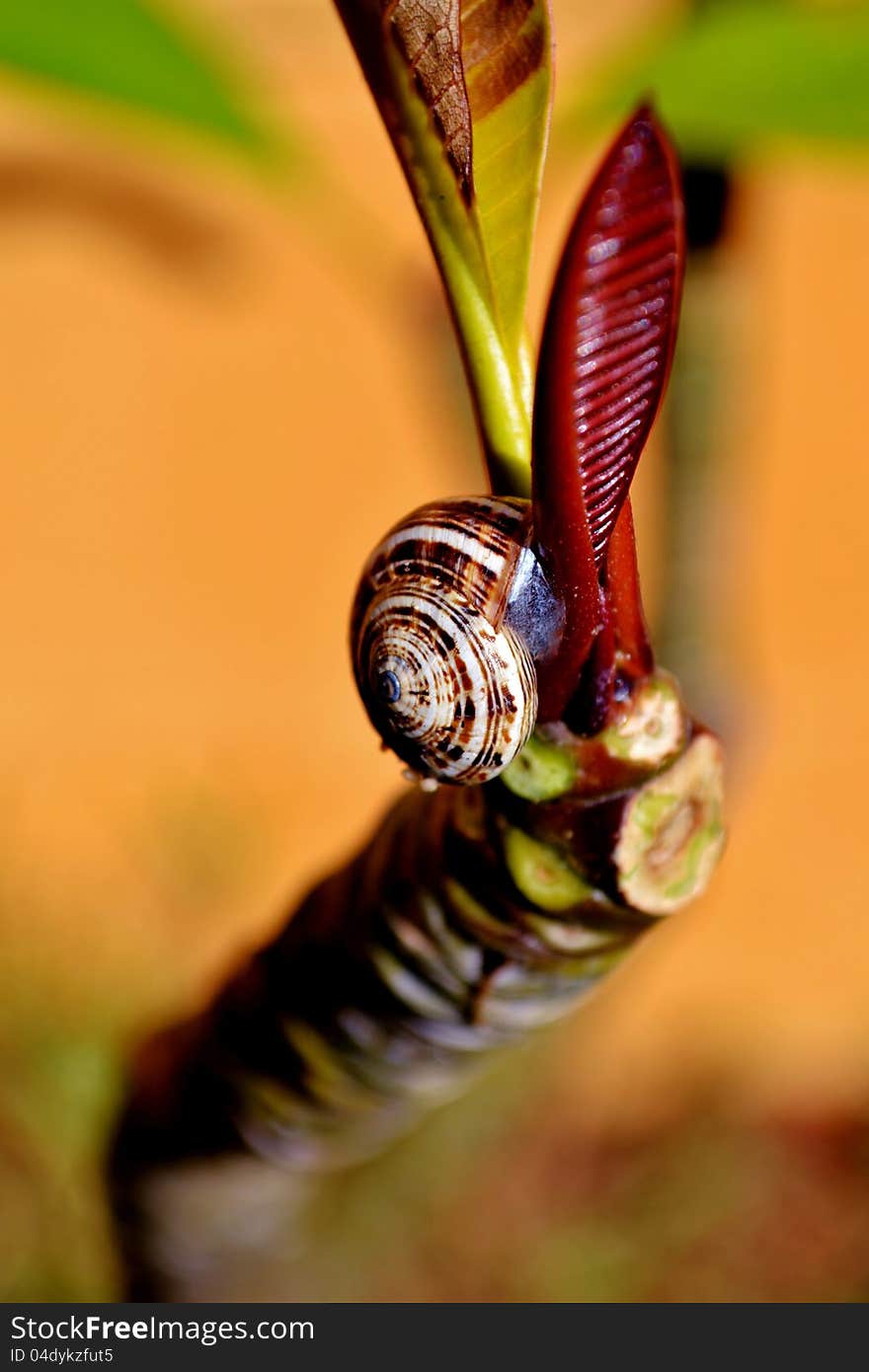 Snail on Frangipani