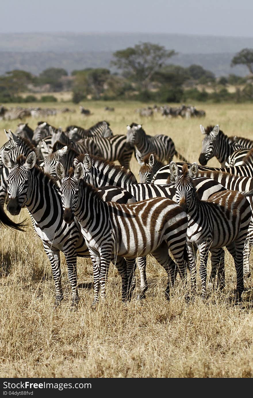 Burchells Zebra migrate together in family herds. Burchells Zebra migrate together in family herds