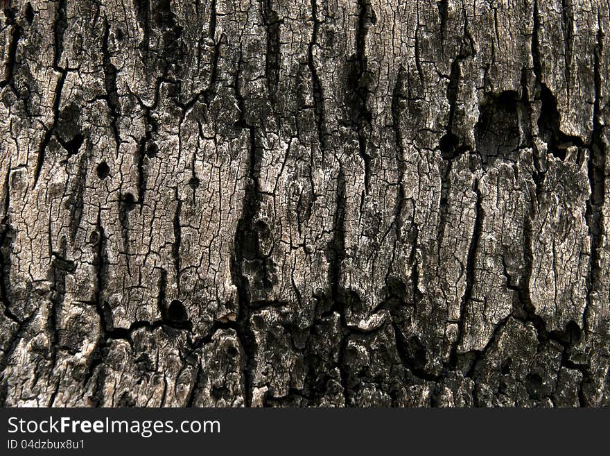 Bark moss Texture with direct light .