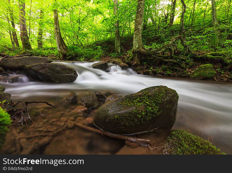 Vibrant green foliage and stream in the forest in late spring