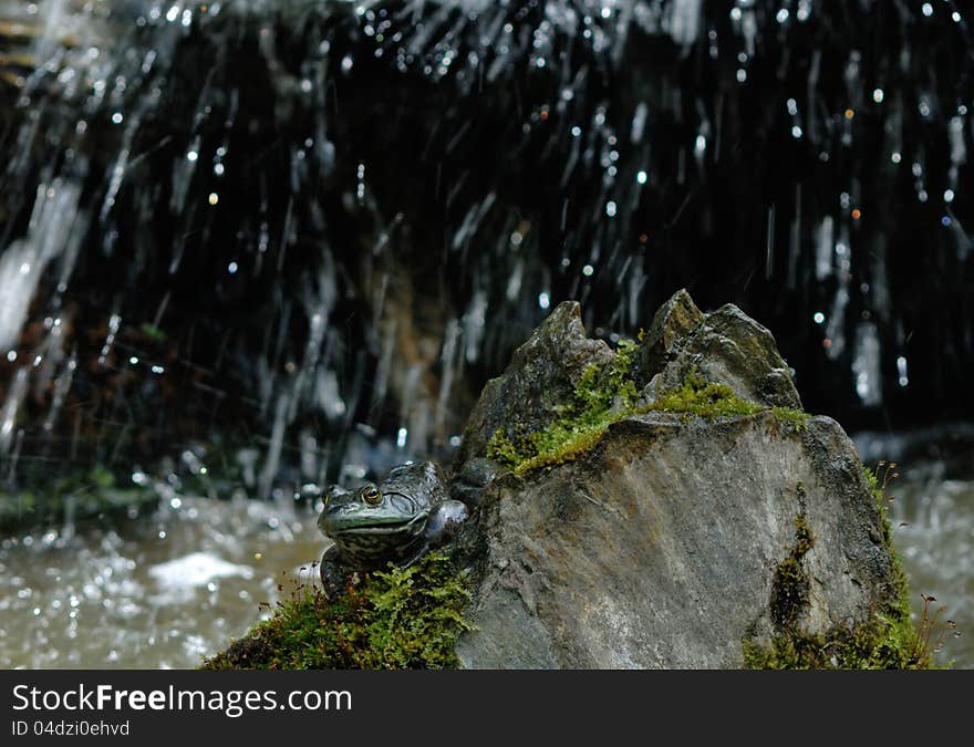 Bullfrog sunning on rock next to waterfall