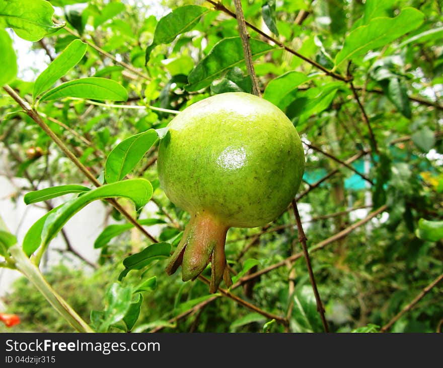 Green and young pomegranate fruit in its shrub. Green and young pomegranate fruit in its shrub