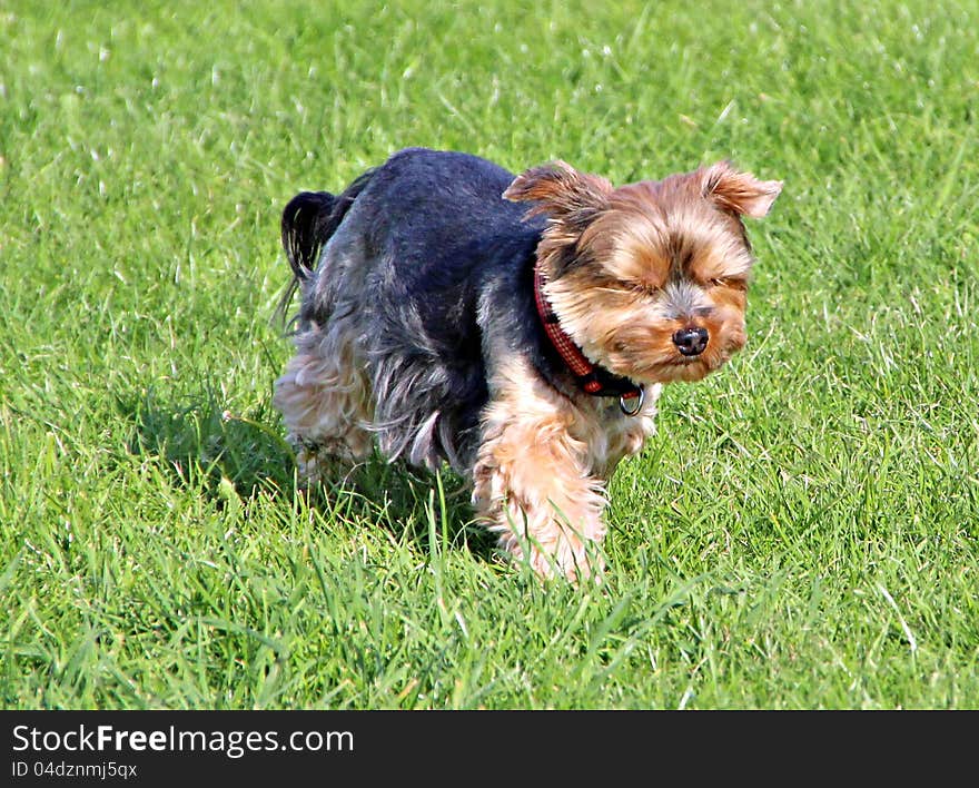 Photo of a beautiful little yorkshire terrier pup running with the wind in his face with his eyes shut!. Photo of a beautiful little yorkshire terrier pup running with the wind in his face with his eyes shut!