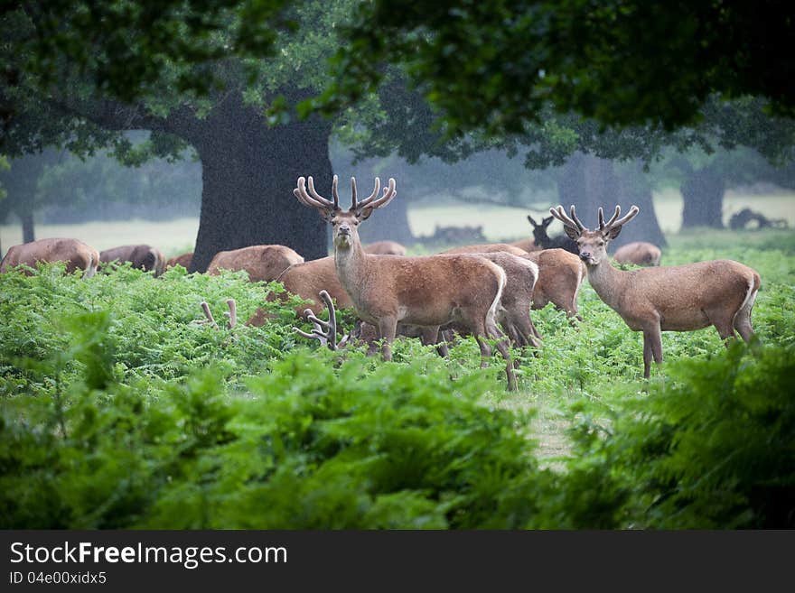 Deer herd in a forest