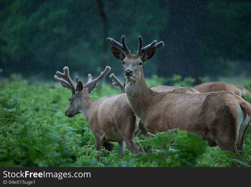 Deer herd in a forest