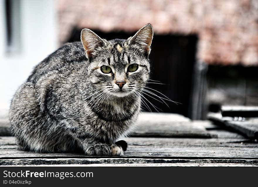 Cat sitting on a wooden table in the outdoors