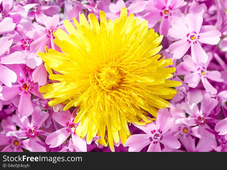 Yellow dandelion on pink flower background