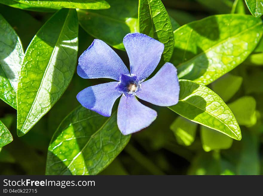 Blue periwinkle growing in the green meadow. Blue periwinkle growing in the green meadow