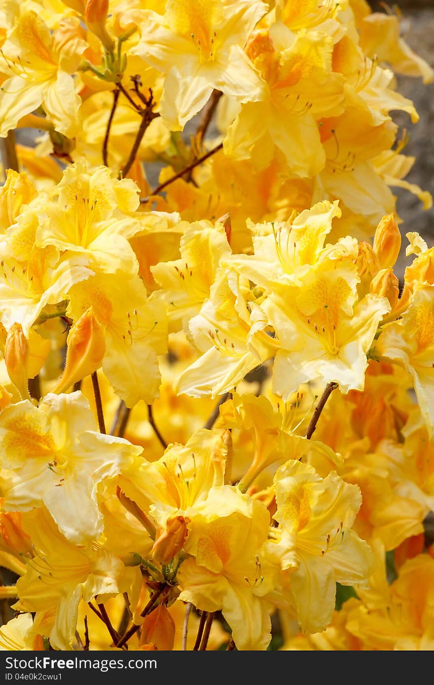 Yellow azalea rhododendron flowers in full bloom