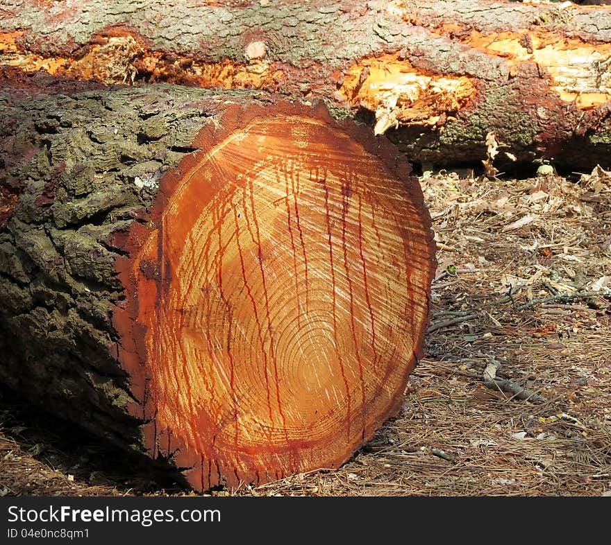 Detail of some trunks in a forest