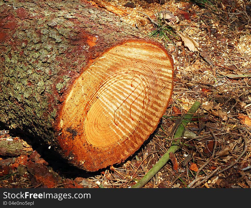 Detail of some trunks in a forest