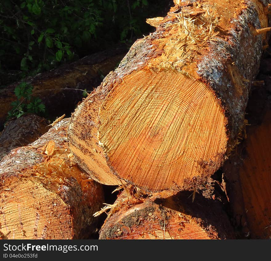 Detail of some trunks in a forest