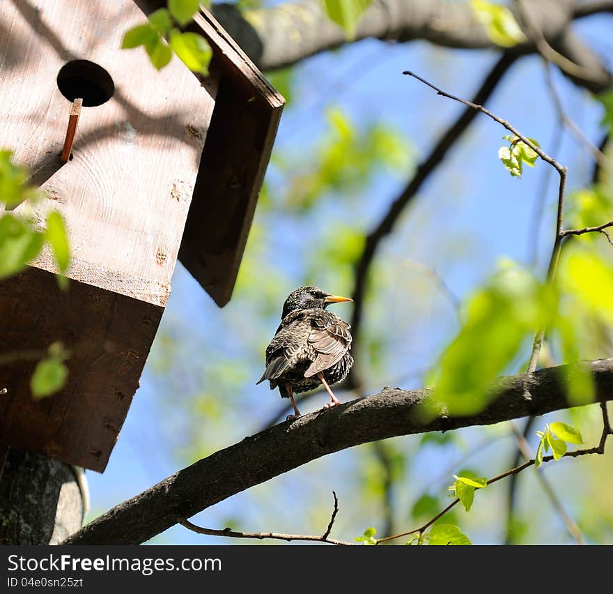 Starling Sitting On Tree Near Birdhouse