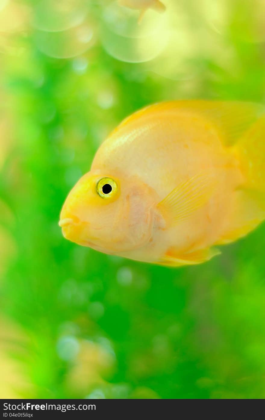 A gold parrot fish swimming in aquarium. A gold parrot fish swimming in aquarium