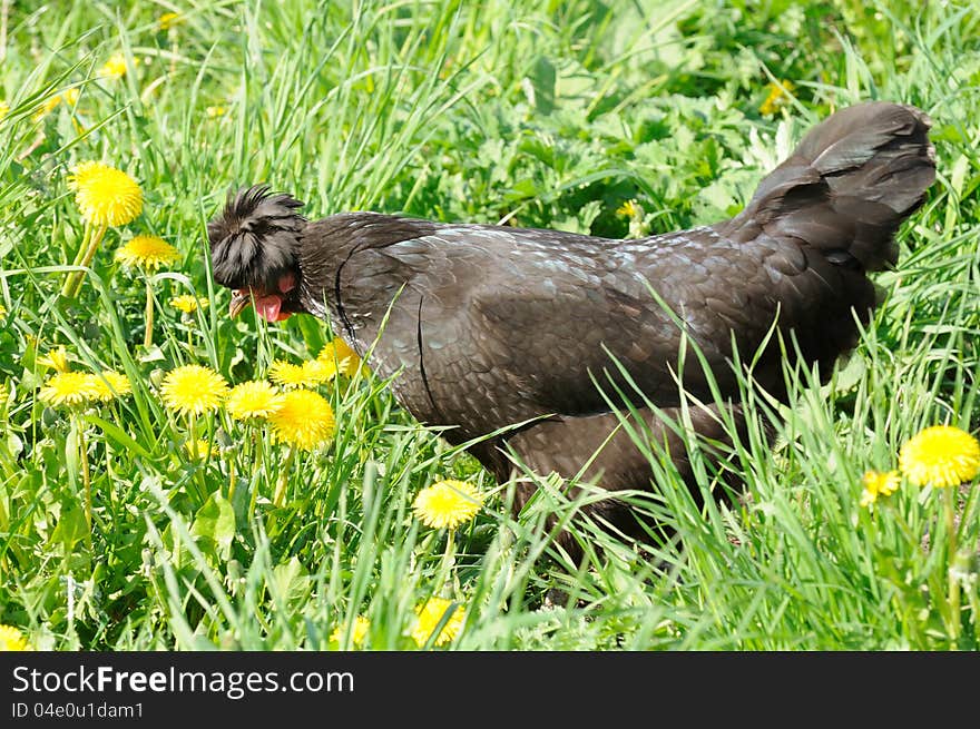 Black Crested Chicken in Green Grass