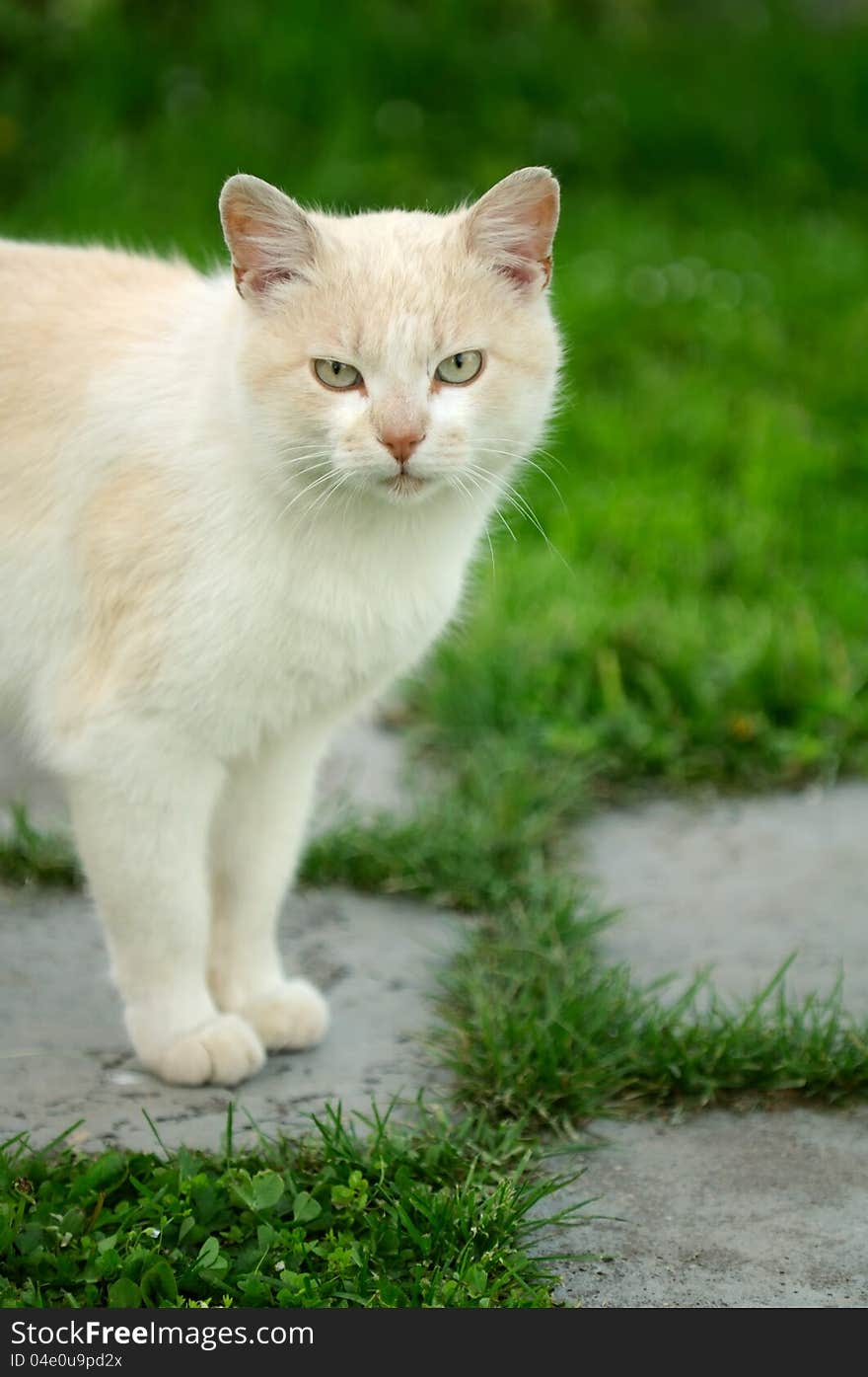 Red Cat Standing On Paved Path