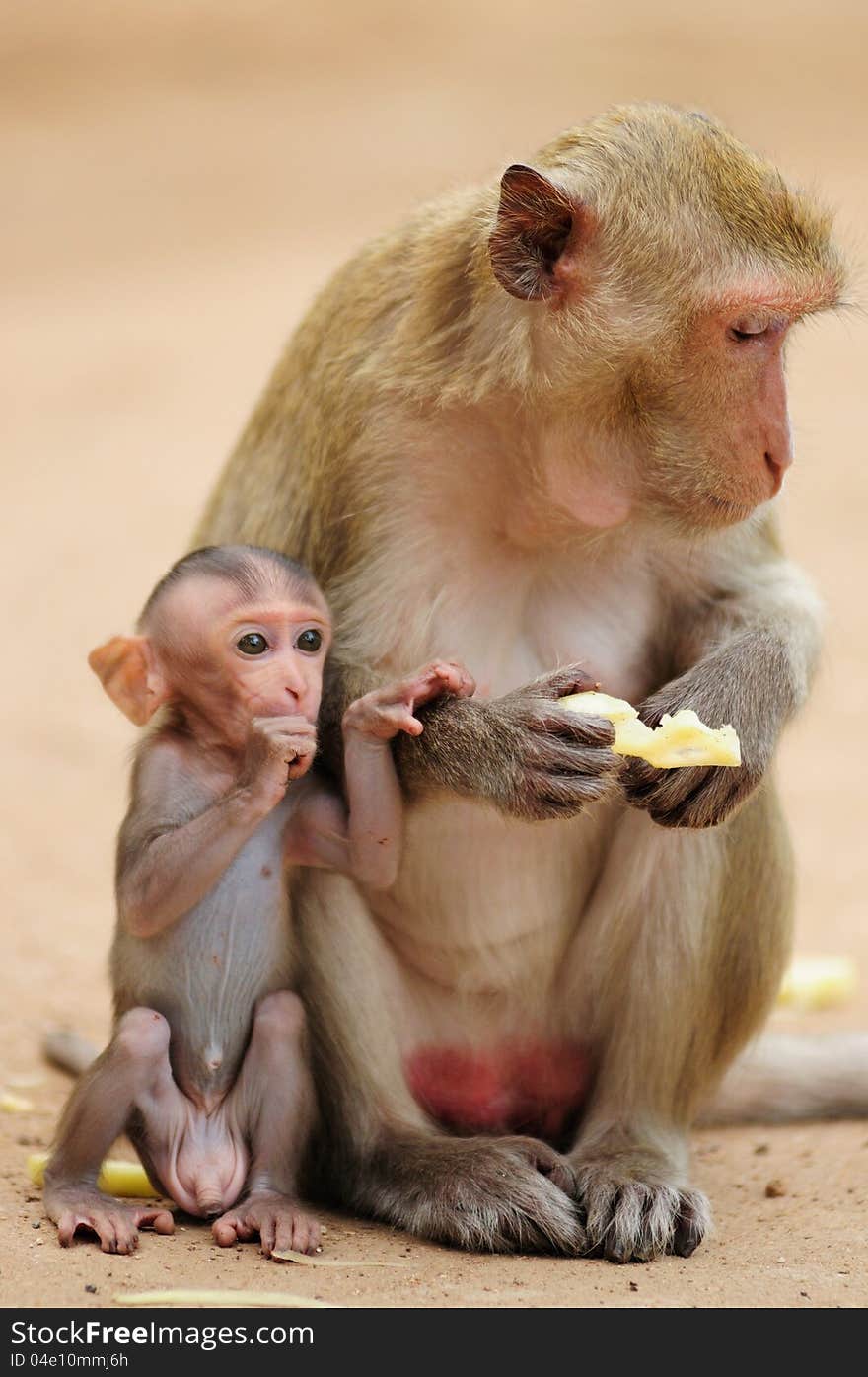 The monkey mother gives some food to her baby. . The monkey mother gives some food to her baby.