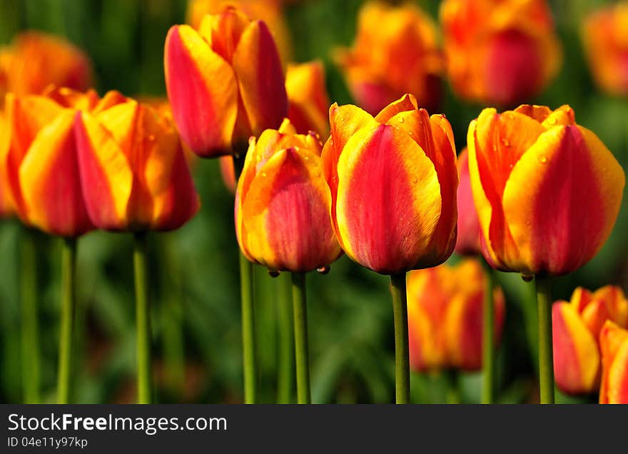 Spring , tulips bright flowers in the botanical garden. Spring , tulips bright flowers in the botanical garden